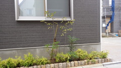 IMGP0230