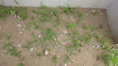 IMGP0297