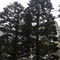 市原市で植木の剪定