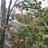 千葉市で植木の剪定