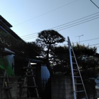 千葉市で松の剪定