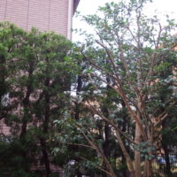 千葉市で植木の剪定