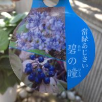 常緑アジサイ　碧の瞳