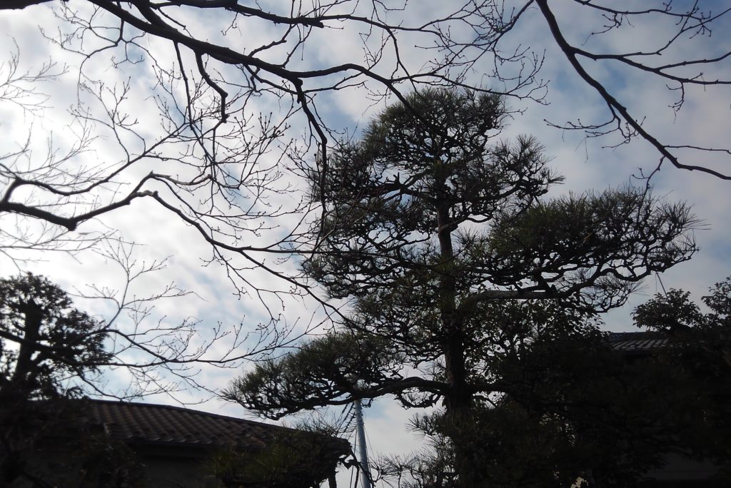 千葉市で植木の剪定
