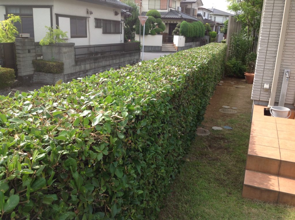 千葉市の植木の剪定